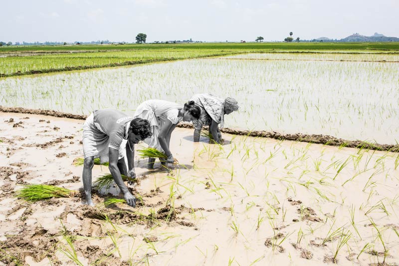 Paddy being transplanted in a field along the Karath Pyne using water from Patesar Ahar in Kaimur district, Bihar